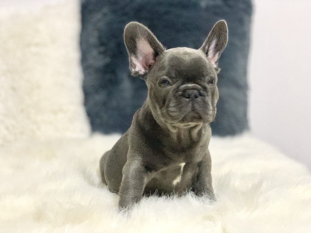 7 Hidden BENEFITS Of Coconut Oil For French Bulldogs